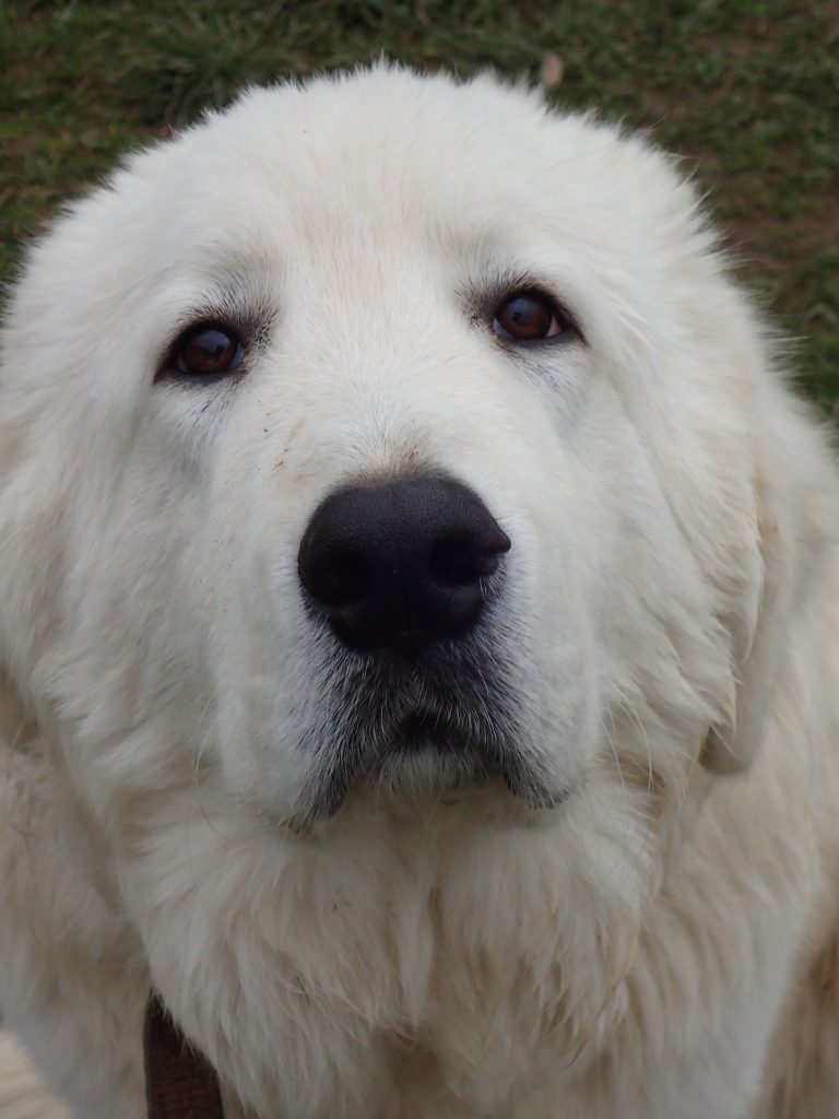 Unsere Hunde Maremmano Herdenschutzhunde